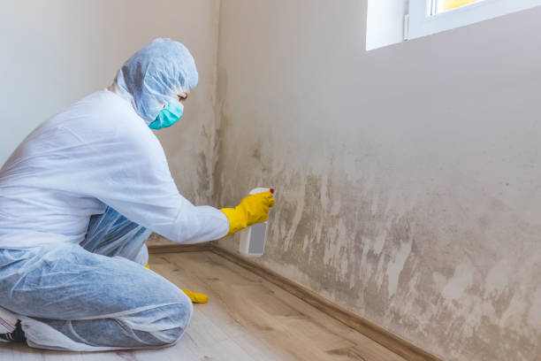 Licensed Mold Removal service in Whitakers, NC - WQB Mold Removal