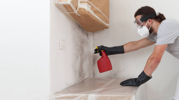 Professional Mold Removal technician working in Whitakers, NC