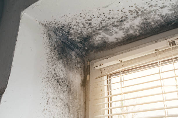 Affordable Mold Removal solutions in Whitakers, NC